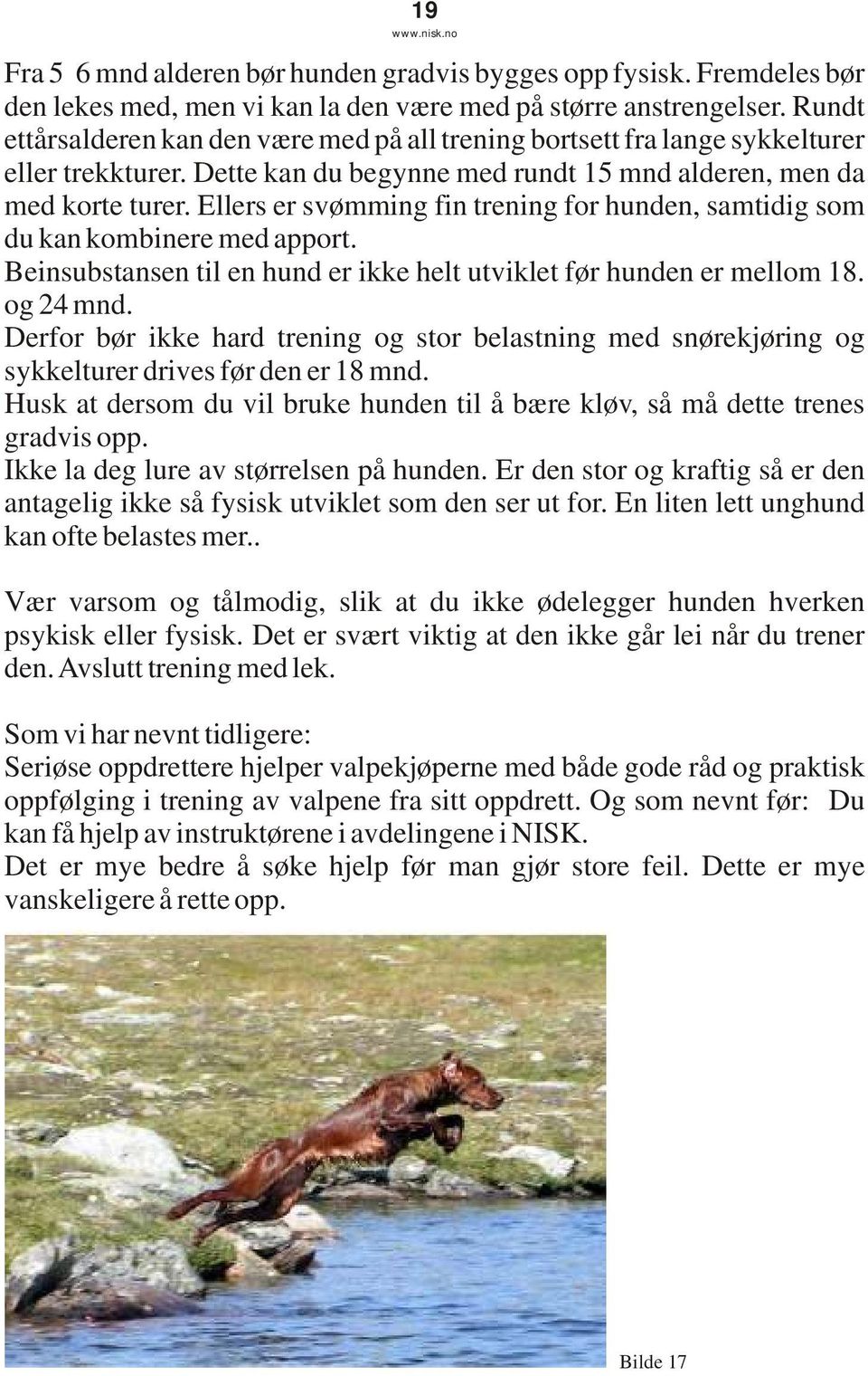 Ellers er svømming fin trening for hunden, samtidig som du kan kombinere med apport. Beinsubstansen til en hund er ikke helt utviklet før hunden er mellom 18. og 24 mnd.