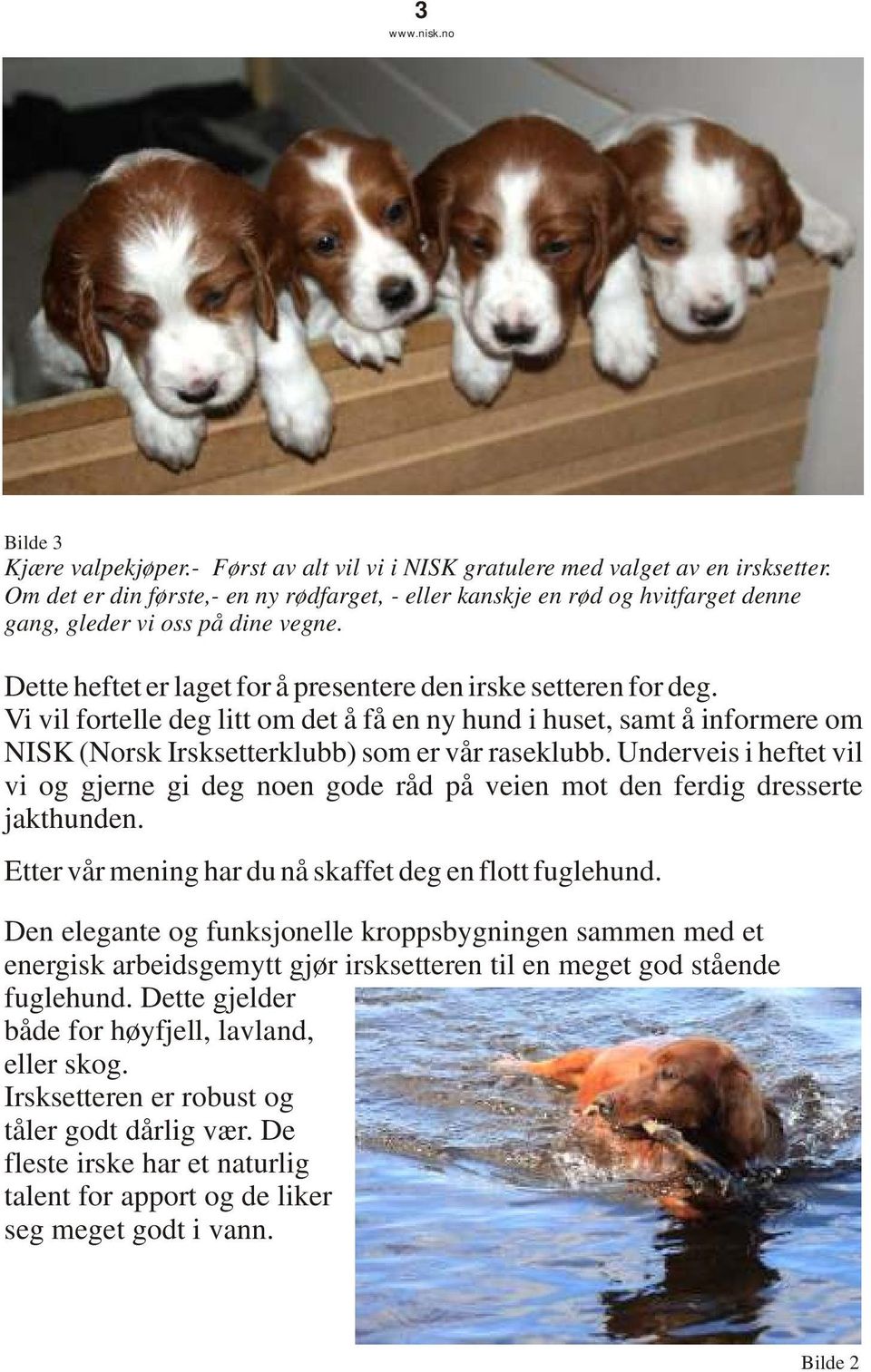 Vi vil fortelle deg litt om det å få en ny hund i huset, samt å informere om NISK (Norsk Irsksetterklubb) som er vår raseklubb.