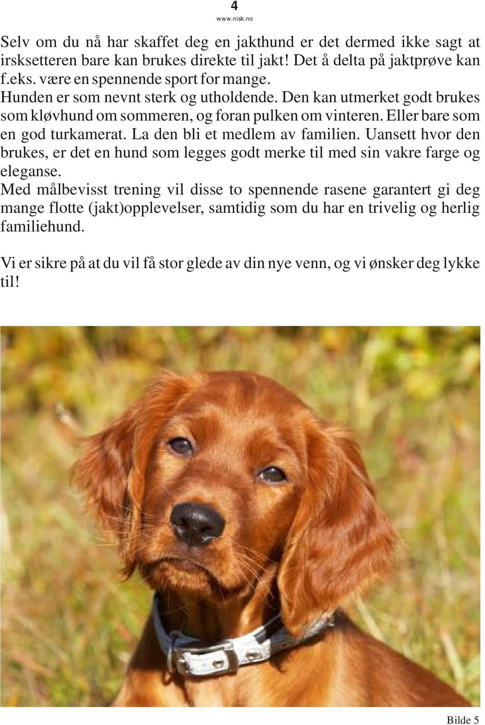 Eller bare som en god turkamerat. La den bli et medlem av familien. Uansett hvor den brukes, er det en hund som legges godt merke til med sin vakre farge og eleganse.