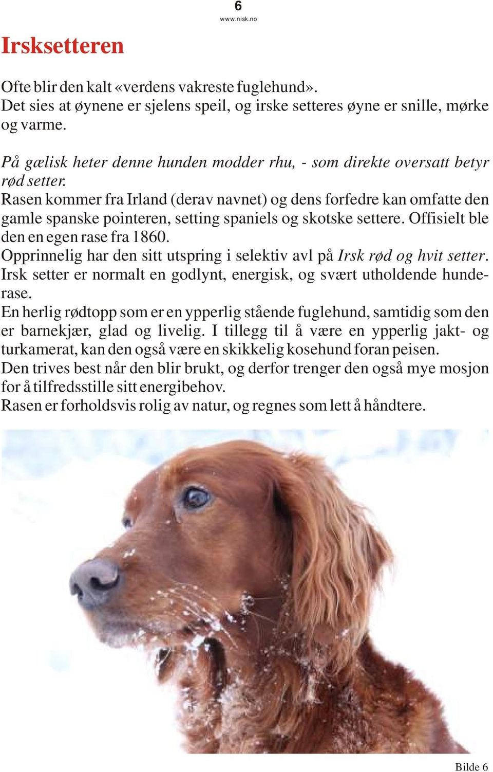 Rasen kommer fra Irland (derav navnet) og dens forfedre kan omfatte den gamle spanske pointeren, setting spaniels og skotske settere. Offisielt ble den en egen rase fra 1860.