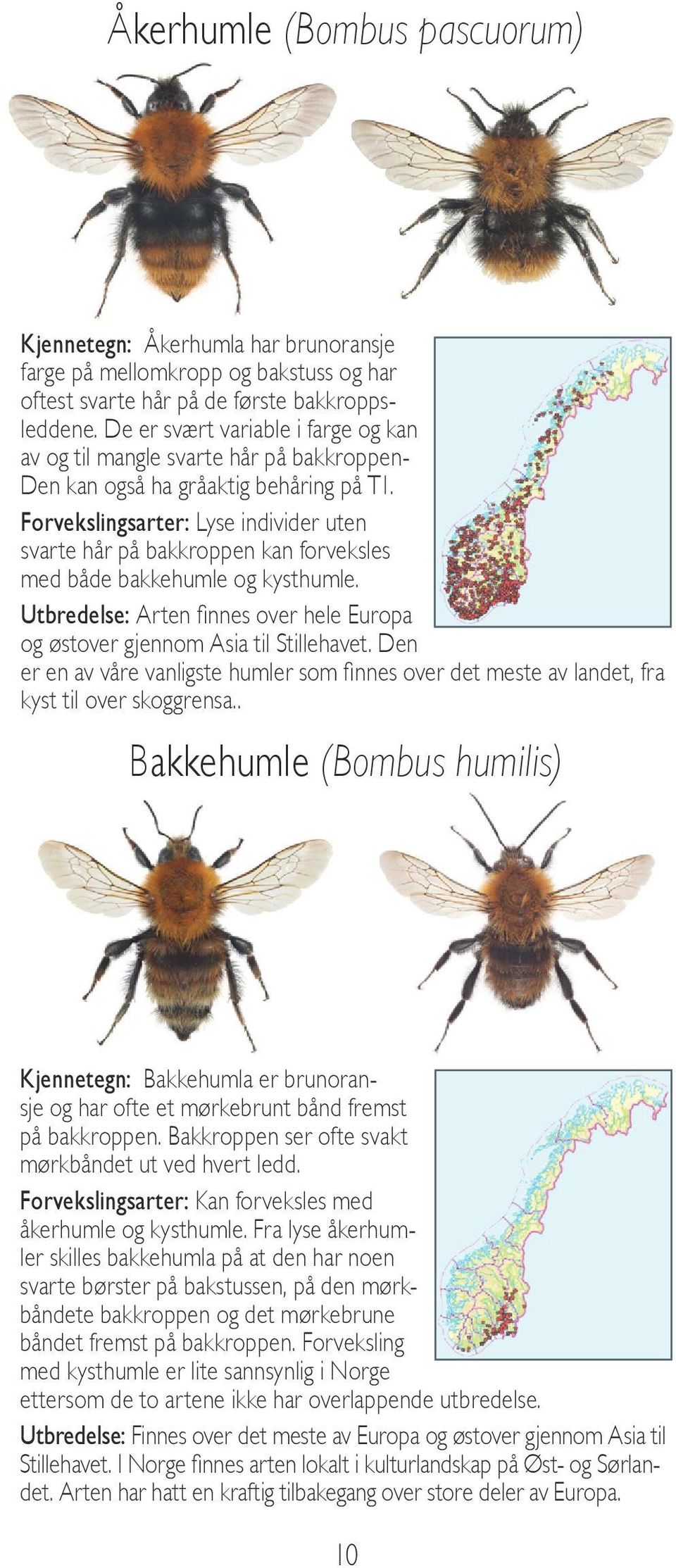 Forvekslingsarter: Lyse individer uten svarte hår på bakkroppen kan forveksles med både bakkehumle og kysthumle. Utbredelse: Arten finnes over hele Europa og østover gjennom Asia til Stillehavet.