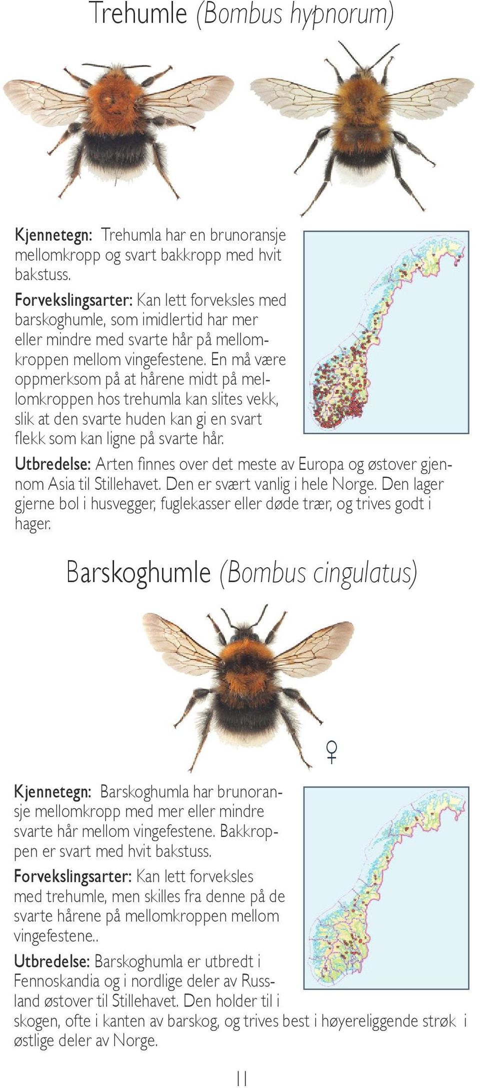 En må være oppmerksom på at hårene midt på mellomkroppen hos trehumla kan slites vekk, slik at den svarte huden kan gi en svart flekk som kan ligne på svarte hår.