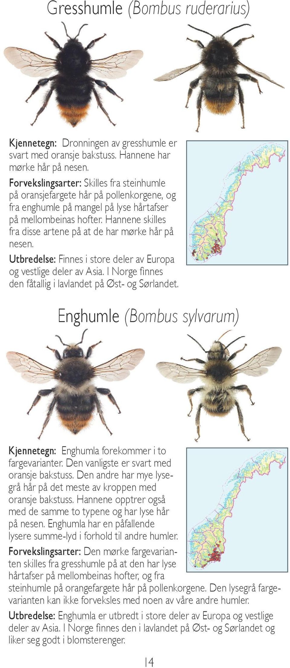 Hannene skilles fra disse artene på at de har mørke hår på nesen. Utbredelse: Finnes i store deler av Europa og vestlige deler av Asia. I Norge finnes den fåtallig i lavlandet på Øst- og Sørlandet.