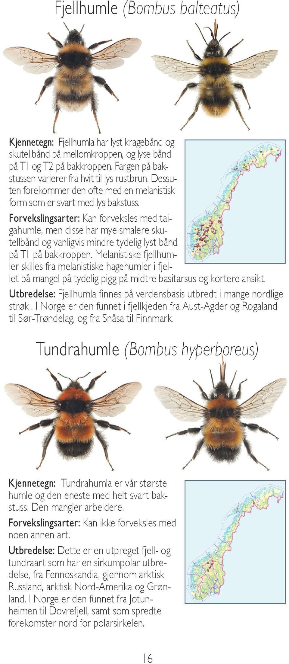 Forvekslingsarter: Kan forveksles med taigahumle, men disse har mye smalere skutellbånd og vanligvis mindre tydelig lyst bånd på T1 på bakkroppen.