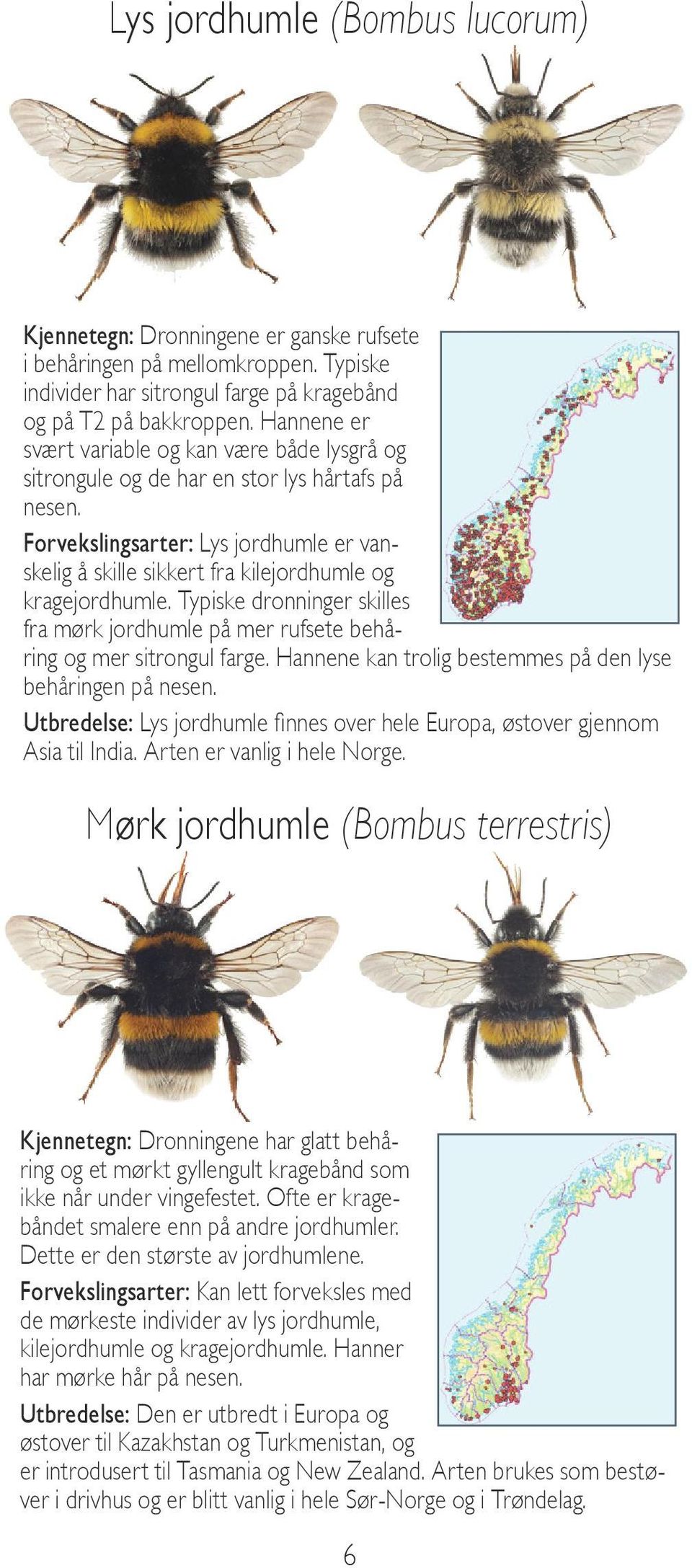 Forvekslingsarter: Lys jordhumle er vanskelig å skille sikkert fra kilejordhumle og kragejordhumle. Typiske dronninger skilles fra mørk jordhumle på mer rufsete behåring og mer sitrongul farge.