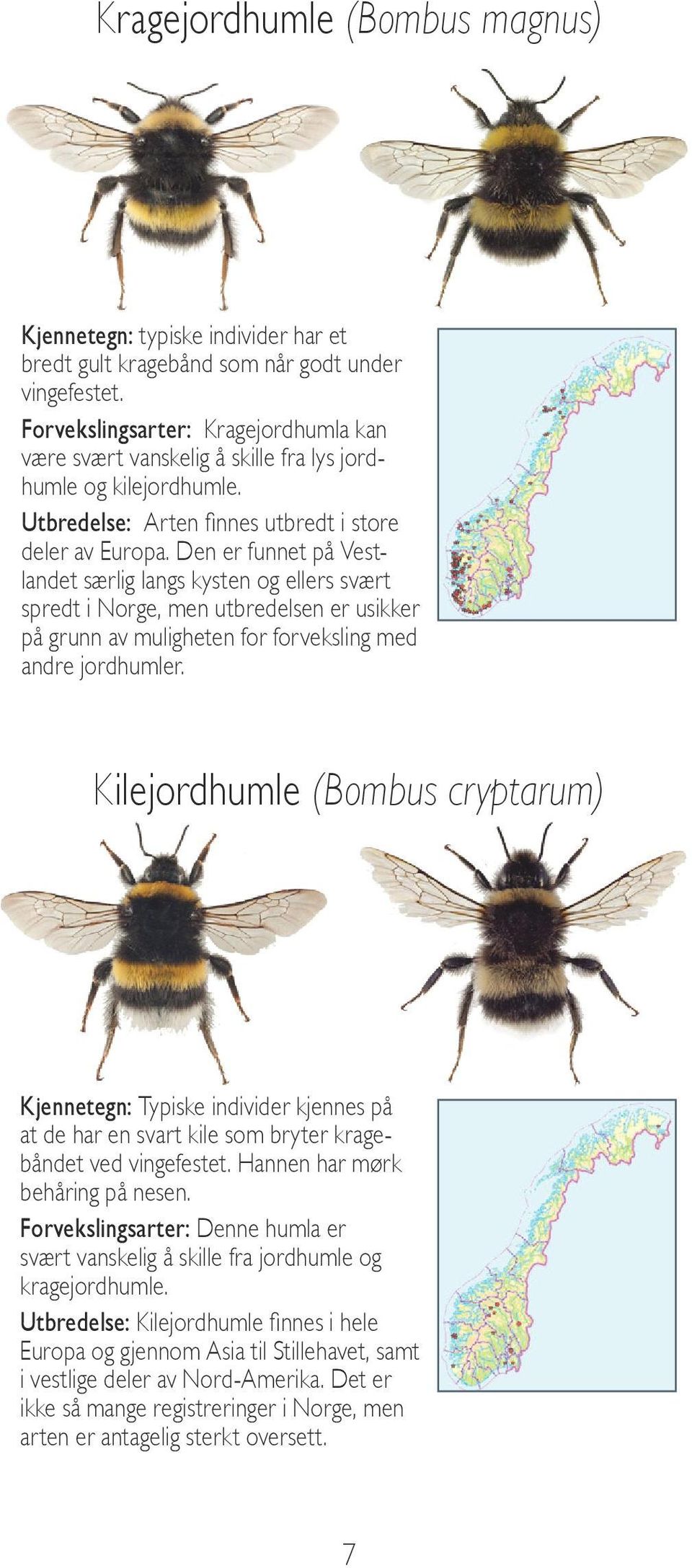 Den er funnet på Vestlandet særlig langs kysten og ellers svært spredt i Norge, men utbredelsen er usikker på grunn av muligheten for forveksling med andre jordhumler.