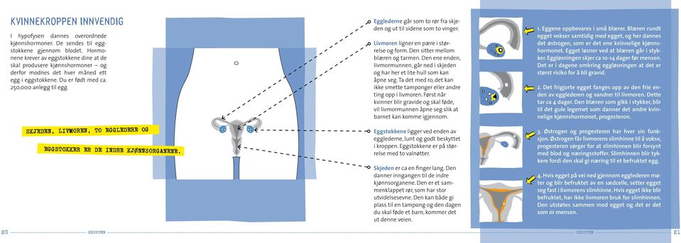 Skjeden, livmoren, to eggledere og eggstokker er de indre kjønnsorganene. Egglederne går som to rør fra skjeden og ut til sidene som to vinger. Livmoren ligner en pære i størrelse og form.