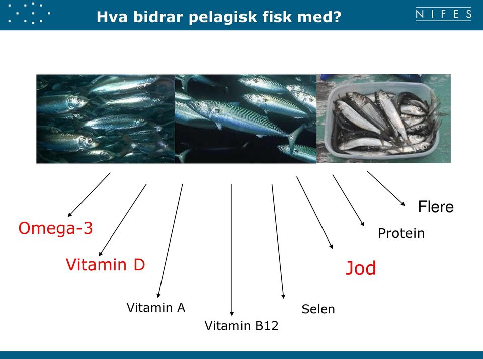 Omega-3 Protein Flere