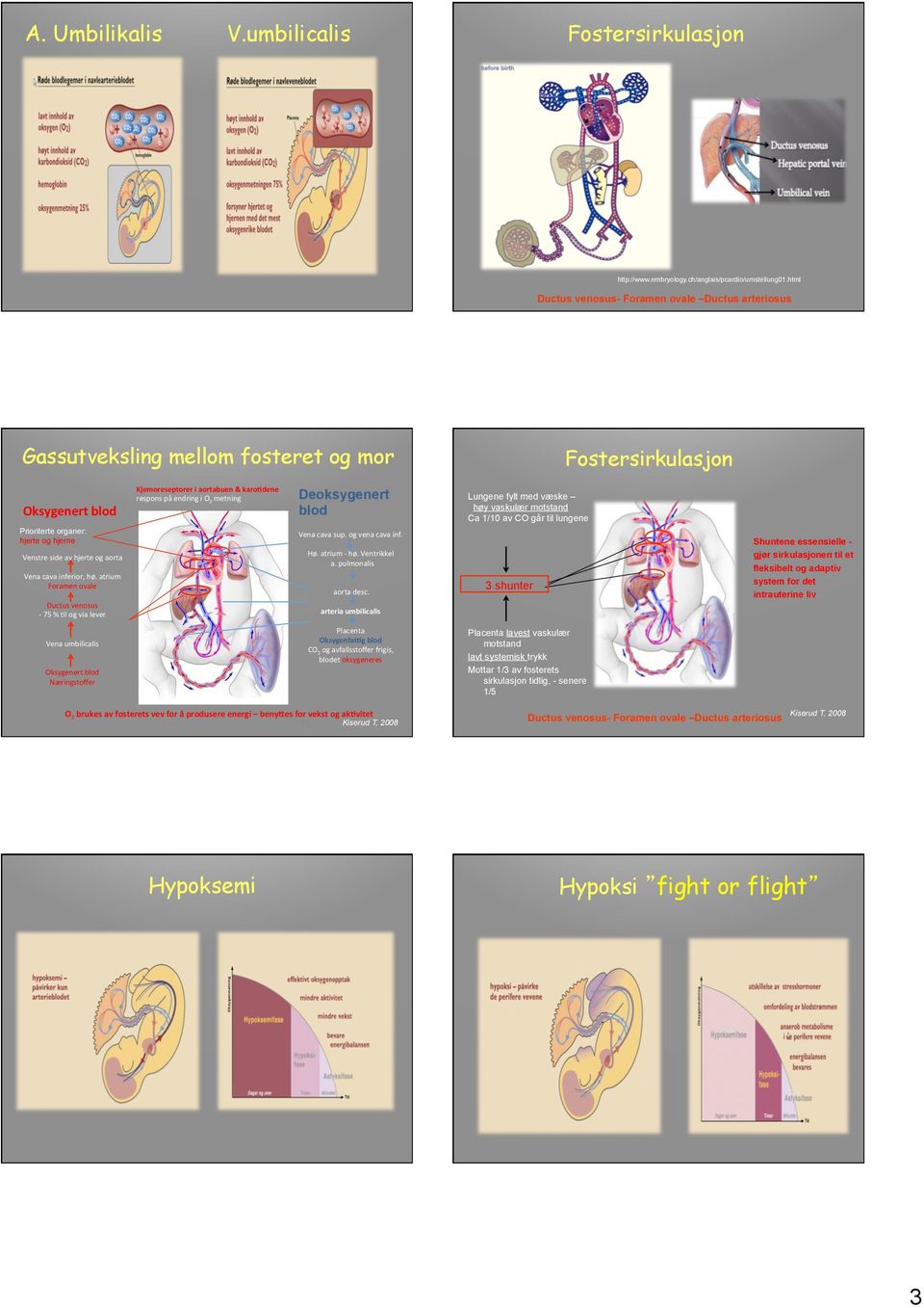 hjerte og hjerne Deoksygenert blod Vena cava sup. og vena cava inf. Hø. atrium - hø. Ventrikkel a. pulmonalis aorta desc.