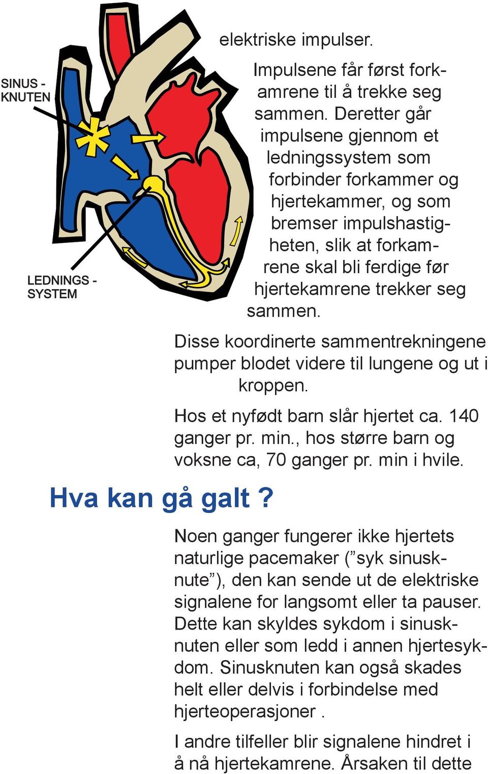 Disse koordinerte sammentrekningene pumper blodet videre til lungene og ut i kroppen. Hos et nyfødt barn slår hjertet ca. 140 ganger pr. min., hos større barn og voksne ca, 70 ganger pr. min i hvile.