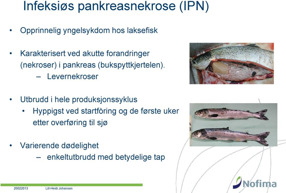 Levernekroser Utbrudd i hele produksjonssyklus Hyppigst ved startfòring og de