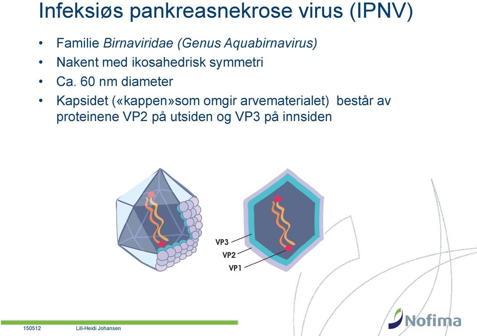 60 nm diameter Kapsidet («kappen»som omgir arvematerialet)