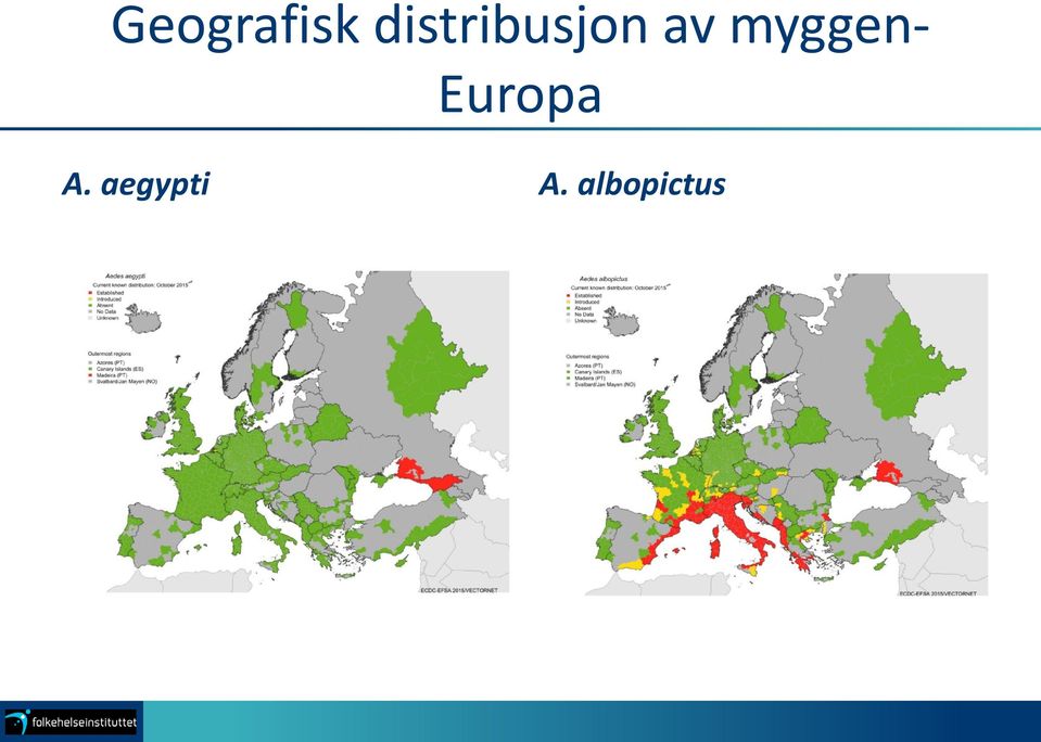 myggen- Europa A.