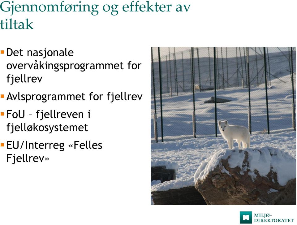 fjellrev Avlsprogrammet for fjellrev FoU