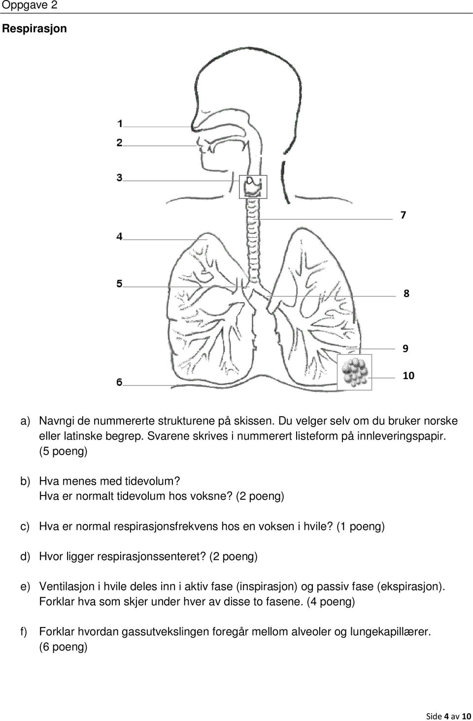 (2 poeng) c) Hva er normal respirasjonsfrekvens hos en voksen i hvile? (1 poeng) d) Hvor ligger respirasjonssenteret?