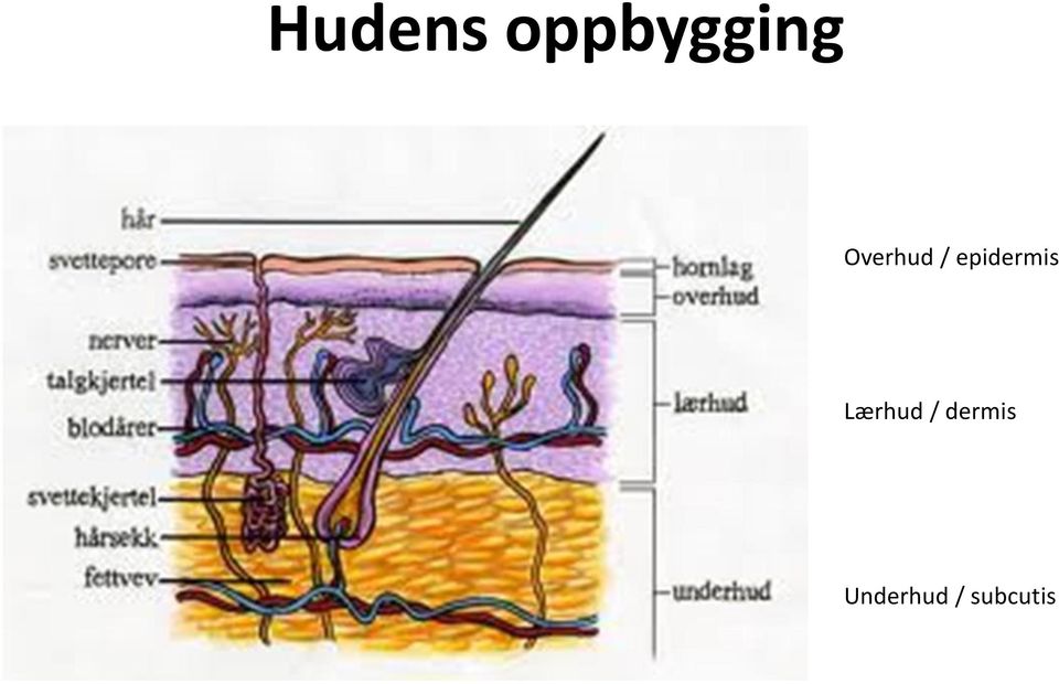 epidermis Lærhud /