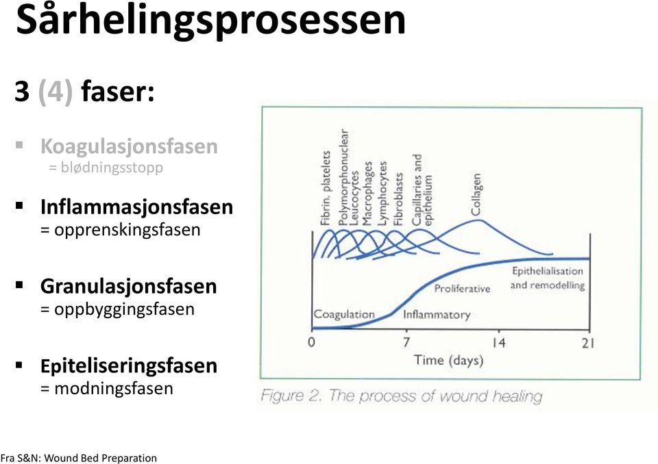 opprenskingsfasen Granulasjonsfasen =