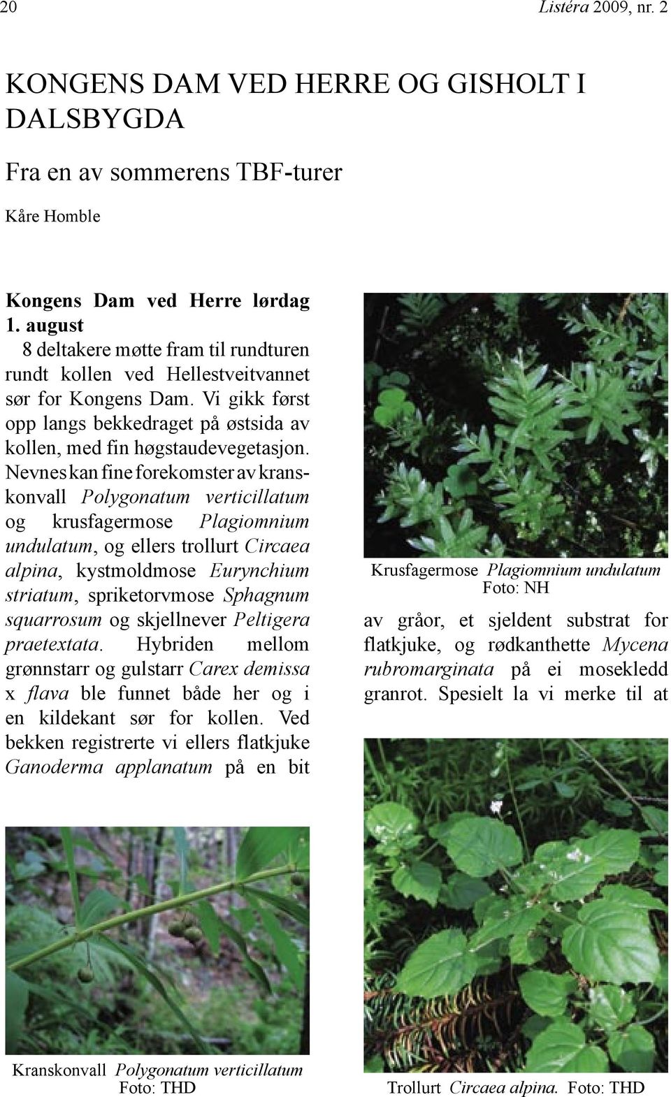 Nevnes kan fine forekomster av kranskonvall Polygonatum verticillatum og krusfagermose Plagiomnium undulatum, og ellers trollurt Circaea alpina, kystmoldmose Eurynchium striatum, spriketorvmose