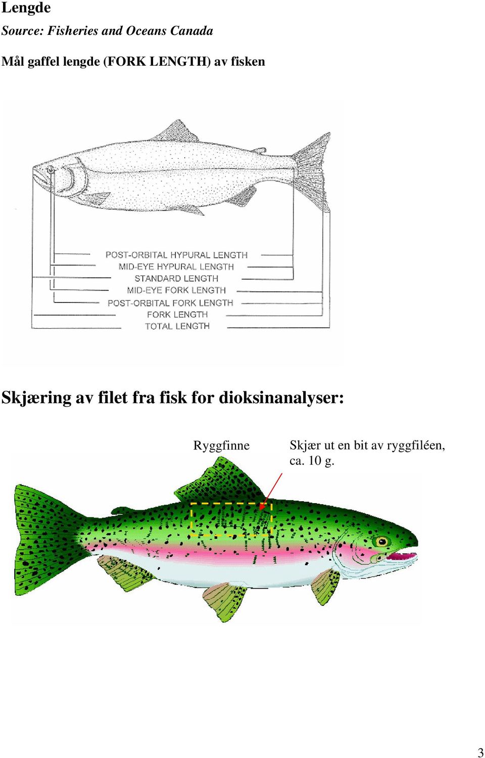 av filet fra fisk for dioksinanalyser: