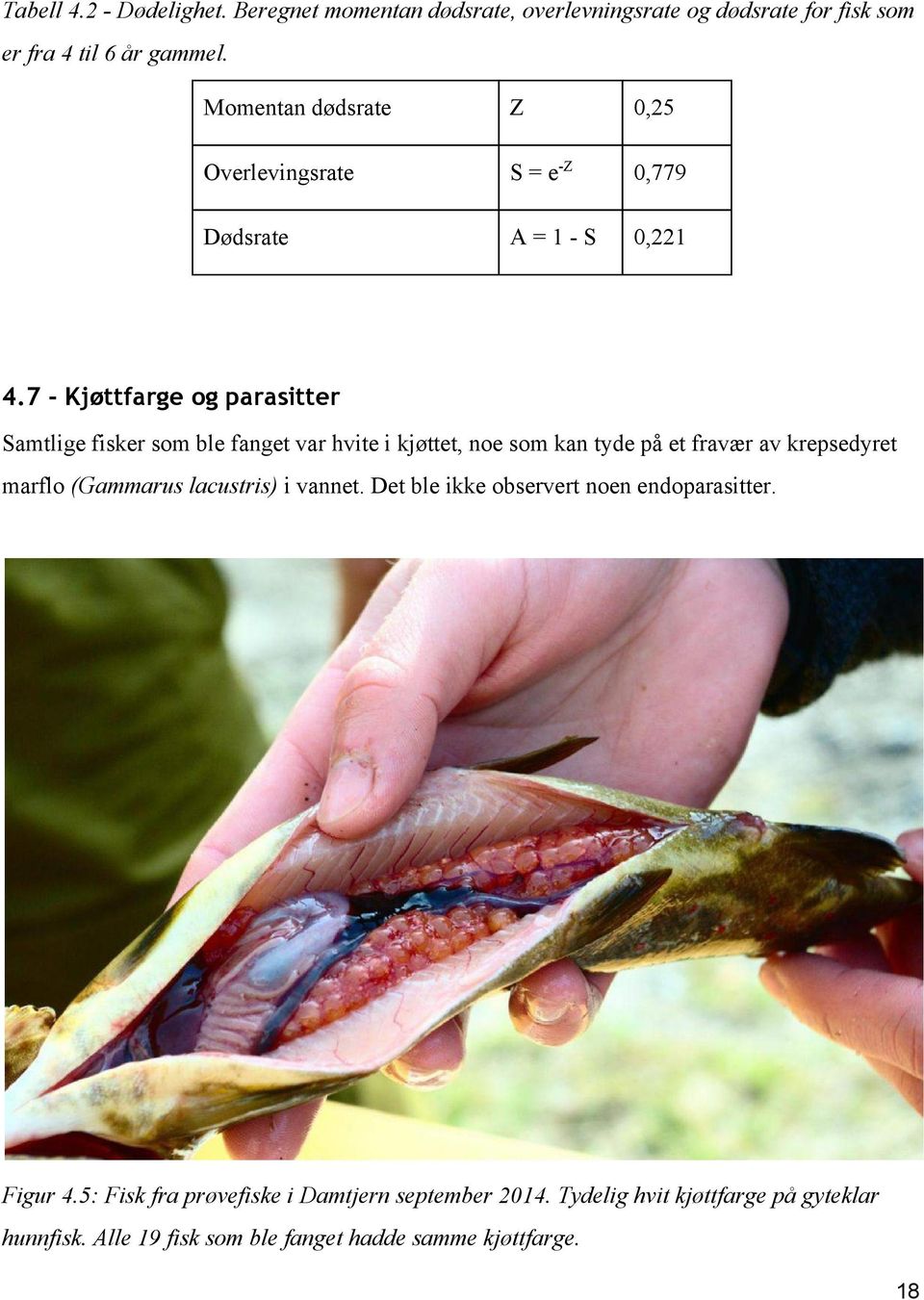 7 - Kjøttfarge og parasitter Samtlige fisker som ble fanget var hvite i kjøttet, noe som kan tyde på et fravær av krepsedyret marflo