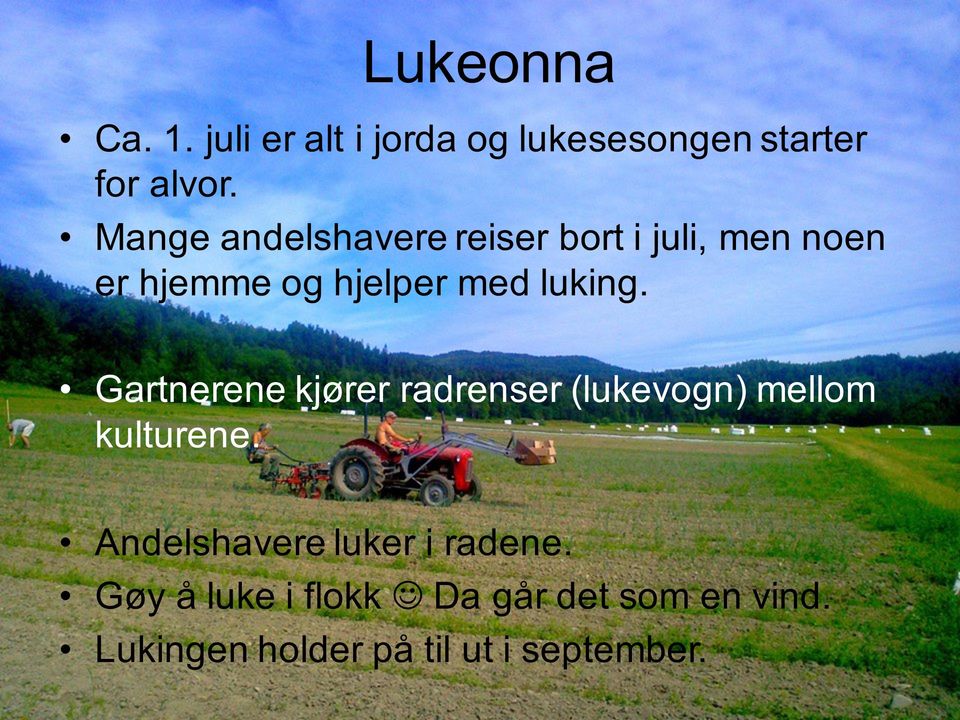 Gartnerene kjører radrenser (lukevogn) mellom kulturene.