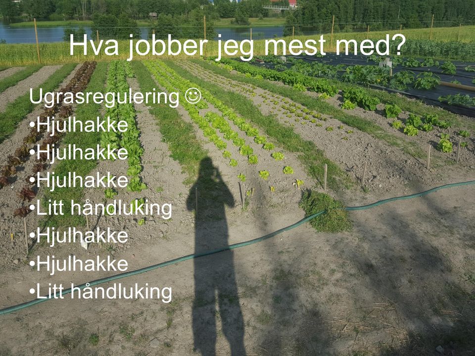 Hjulhakke Hjulhakke Litt