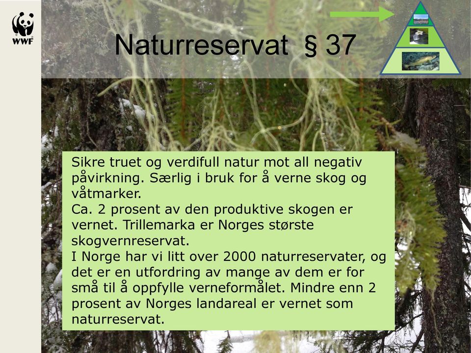 Trillemarka er Norges største skogvernreservat.