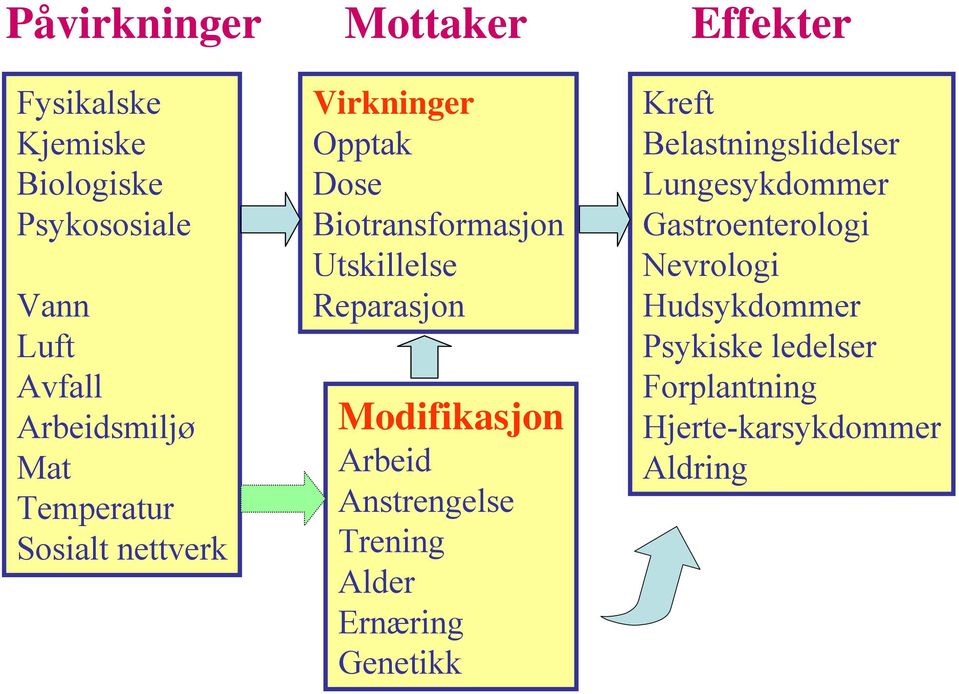 Reparasjon Modifikasjon Arbeid Anstrengelse Trening Alder Ernæring Genetikk Kreft Belastningslidelser