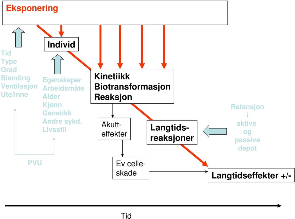 Livsstil Kinetiikk Biotransformasjon Reaksjon Akutteffekter