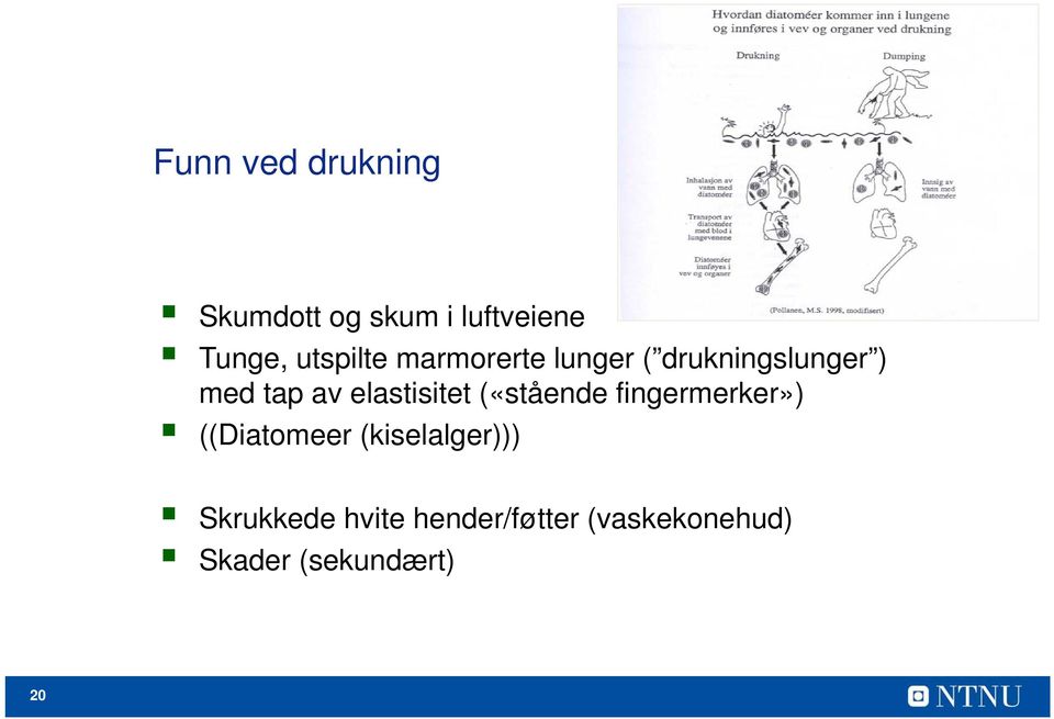 elastisitet («stående fingermerker») ((Diatomeer