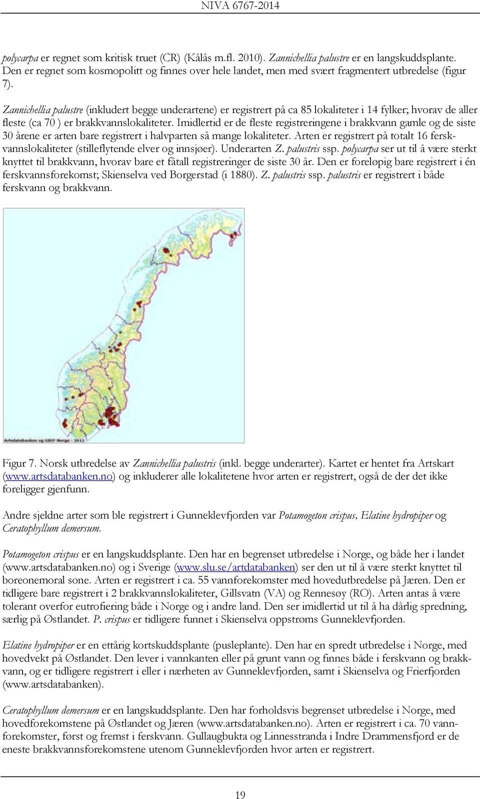 Zannichellia palustre (inkludert begge underartene) er registrert på ca 85 lokaliteter i 14 fylker; hvorav de aller fleste (ca 70 ) er brakkvannslokaliteter.