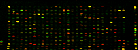 Mikromatrise som oppdagingsplattform Kartlegging av gener og system som vert påverka av høg temperatur Mikromatrise - (44k) cgrasp oligo array Utført i samarbeid Professor Ben Koop og