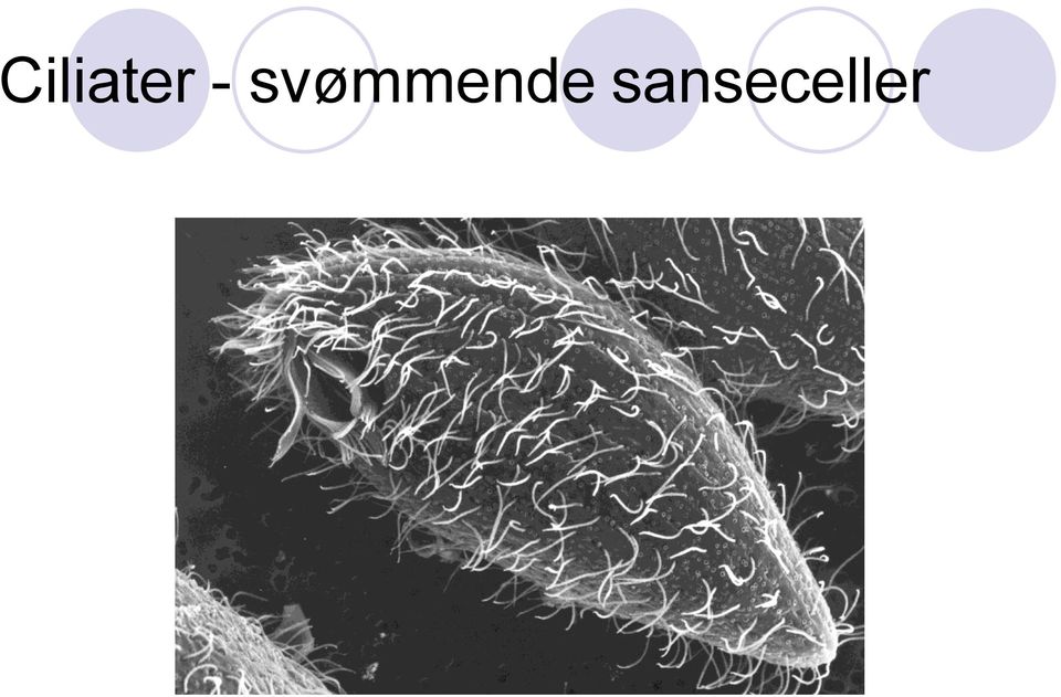 svømmende