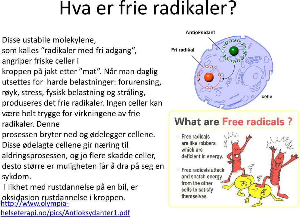 Ingen celler kan være helt trygge for virkningene av frie radikaler. Denne prosessen bryter ned og ødelegger cellene.