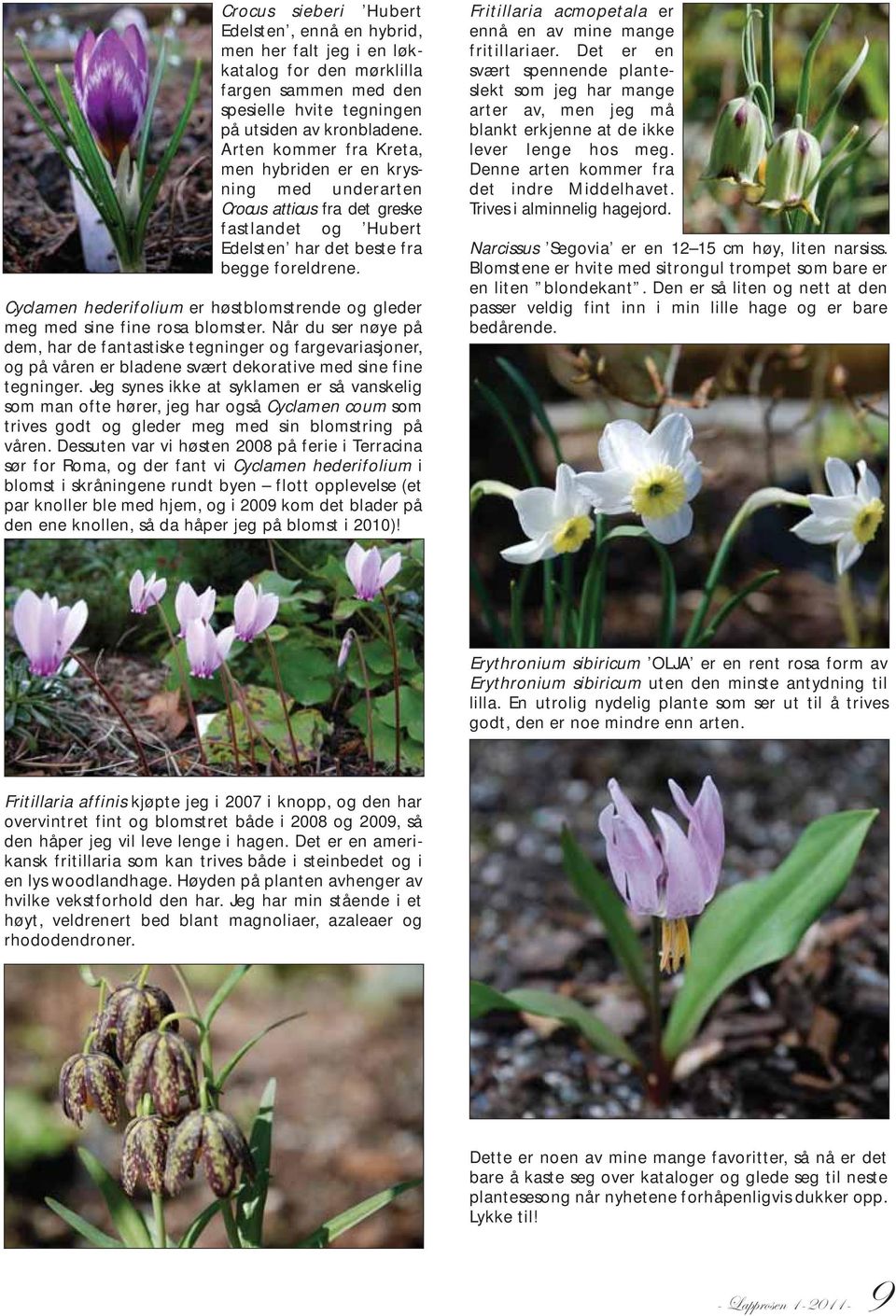 Cyclamen hederifolium er høstblomstrende og gleder meg med sine fine rosa blomster.