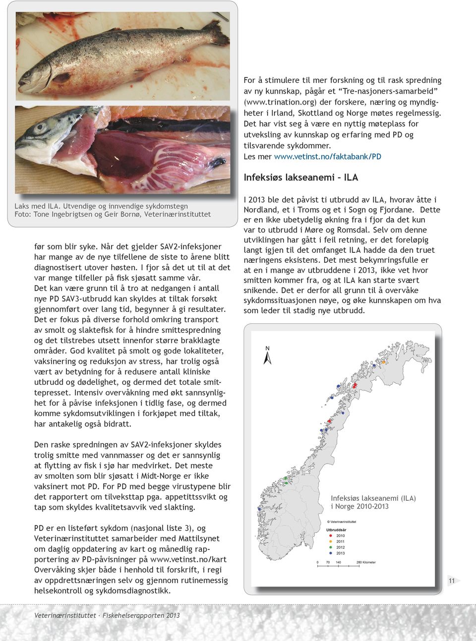 Det har vist seg å være en nyttig møteplass for utveksling av kunnskap og erfaring med PD og tilsvarende sykdommer. Les mer www.vetinst.no/faktabank/pd Infeksiøs lakseanemi ILA Laks med ILA.