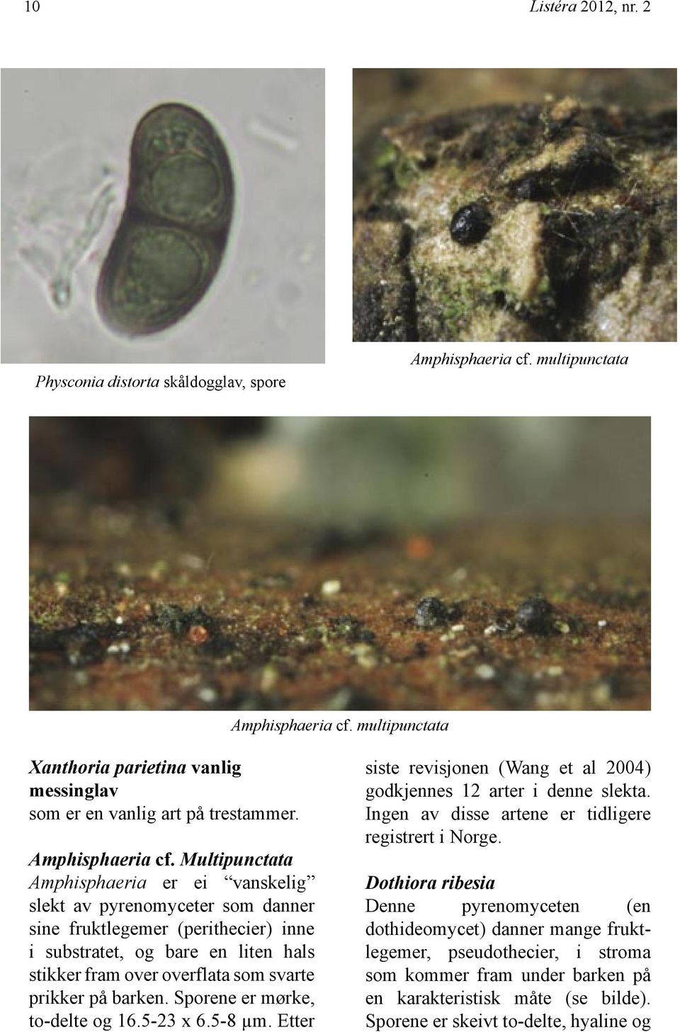 Multipunctata Amphisphaeria er ei vanskelig slekt av pyrenomyceter som danner sine fruktlegemer (perithecier) inne i substratet, og bare en liten hals stikker fram over overflata som svarte prikker