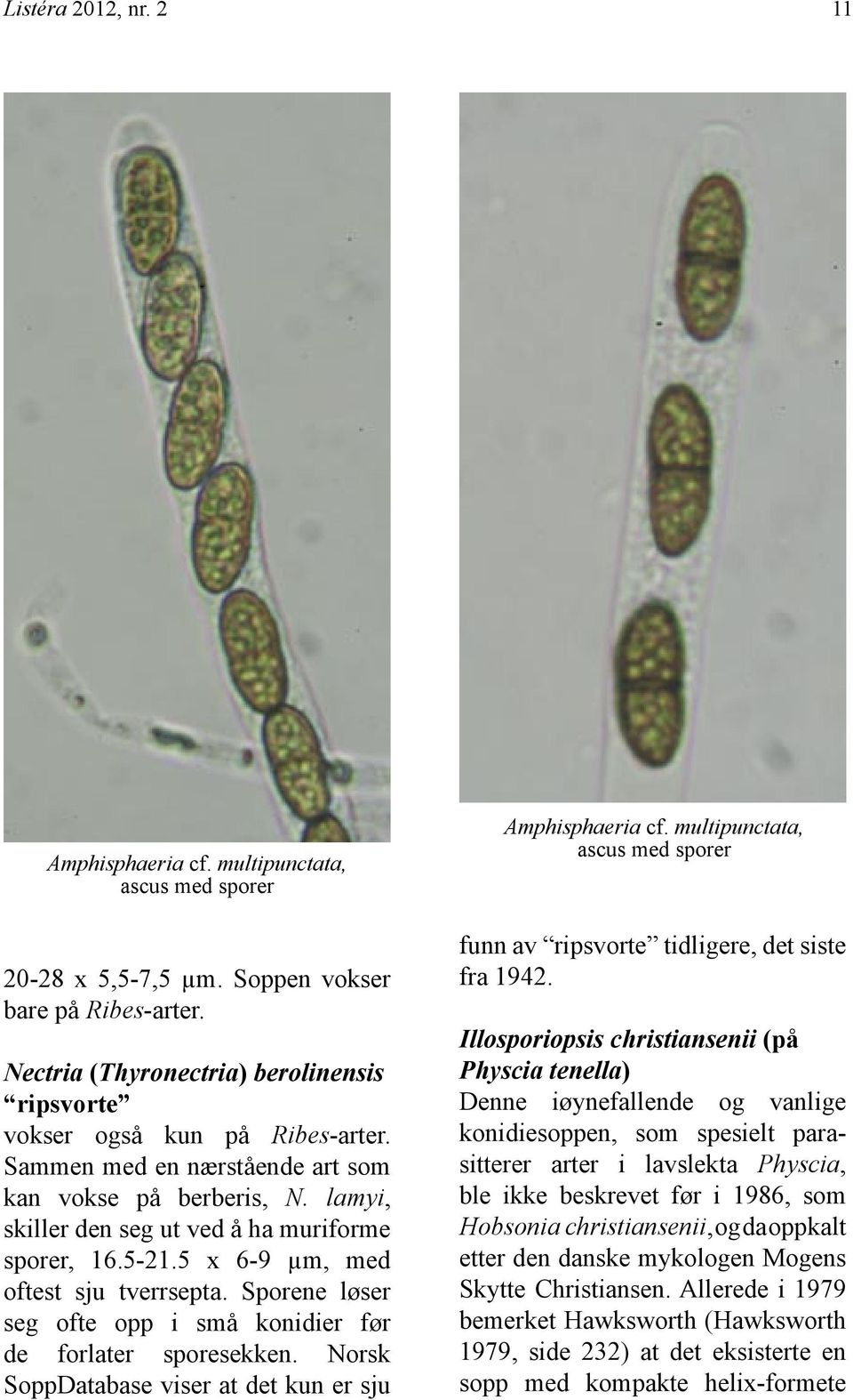 5 x 6-9 µm, med oftest sju tverrsepta. Sporene løser seg ofte opp i små konidier før de forlater sporesekken. Norsk SoppDatabase viser at det kun er sju Amphisphaeria cf.