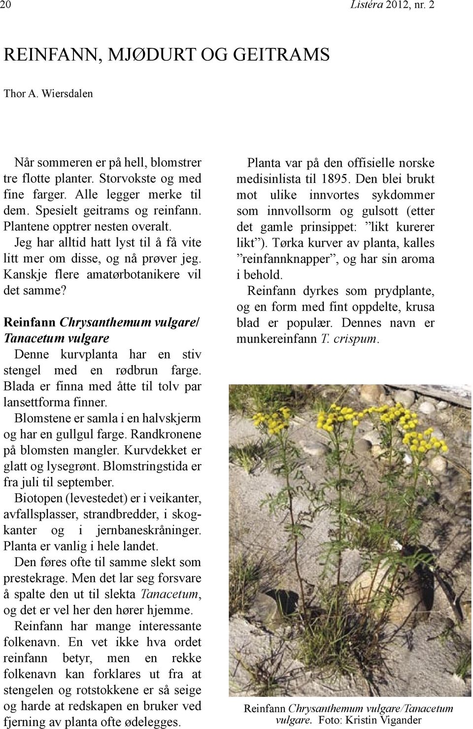 Reinfann Chrysanthemum vulgare/ Tanacetum vulgare Denne kurvplanta har en stiv stengel med en rødbrun farge. Blada er finna med åtte til tolv par lansettforma finner.