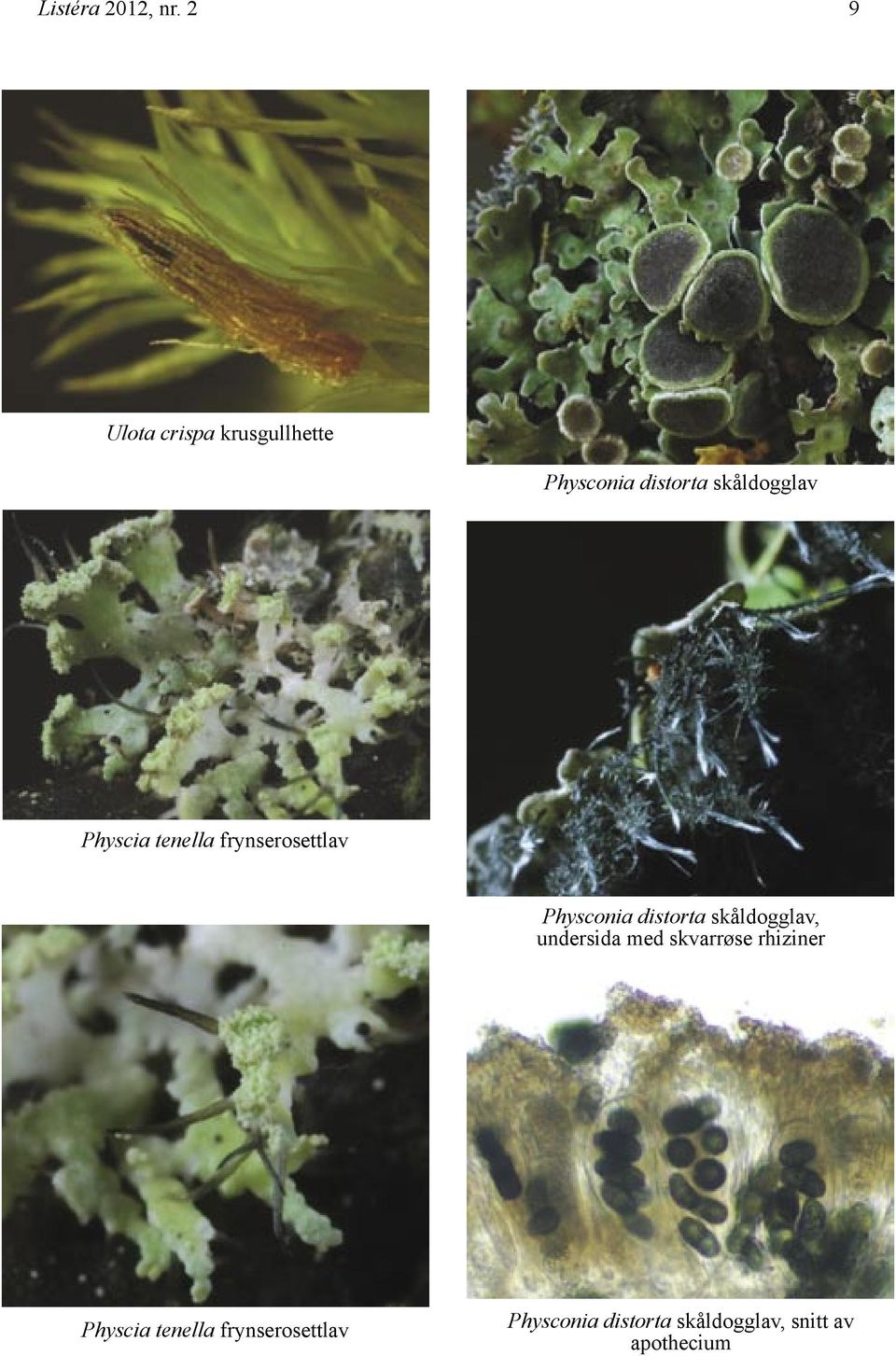 Physcia tenella frynserosettlav Physconia distorta skåldogglav,