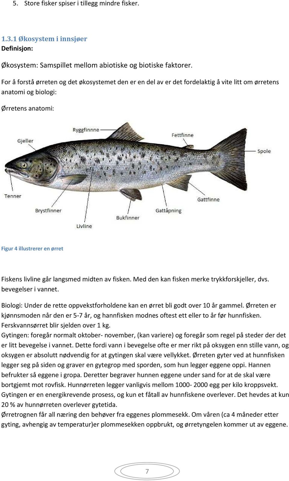 midten av fisken. Med den kan fisken merke trykkforskjeller, dvs. bevegelser i vannet. Biologi: Under de rette oppvekstforholdene kan en ørret bli godt over 10 år gammel.