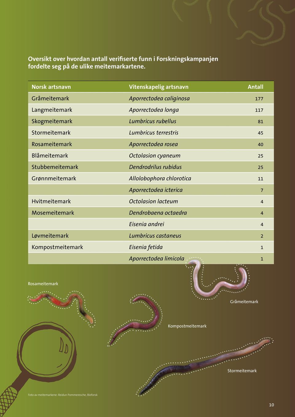 45 Rosameitemark Aporrectodea rosea 40 Blåmeitemark Octolasion cyaneum 25 Stubbemeitemark Dendrodrilus rubidus 25 Grønnmeitemark Allolobophora chlorotica 11 Aporrectodea icterica 7 Hvitmeitemark