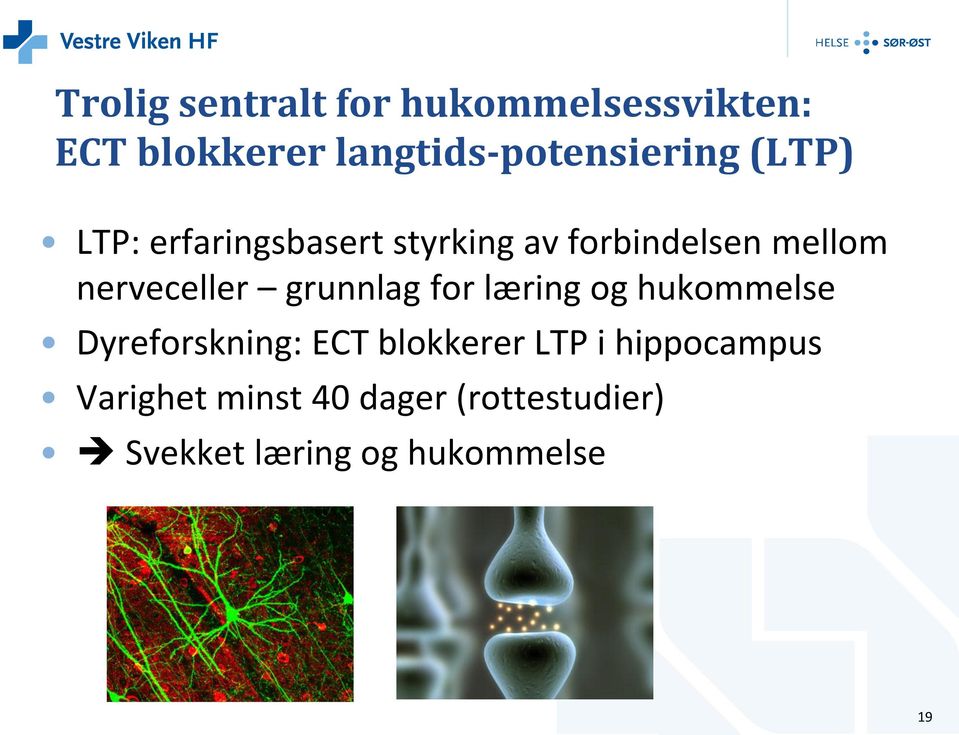 mellom nerveceller grunnlag for læring og hukommelse Dyreforskning: ECT