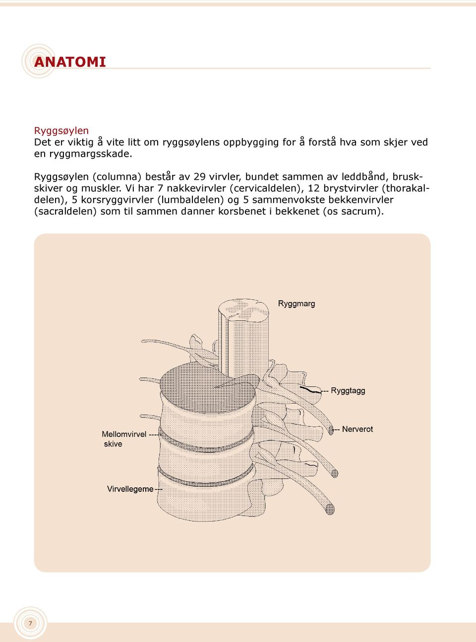 Ryggsøylen (columna) består av 29 virvler, bundet sammen av leddbånd, bruskskiver og muskler.