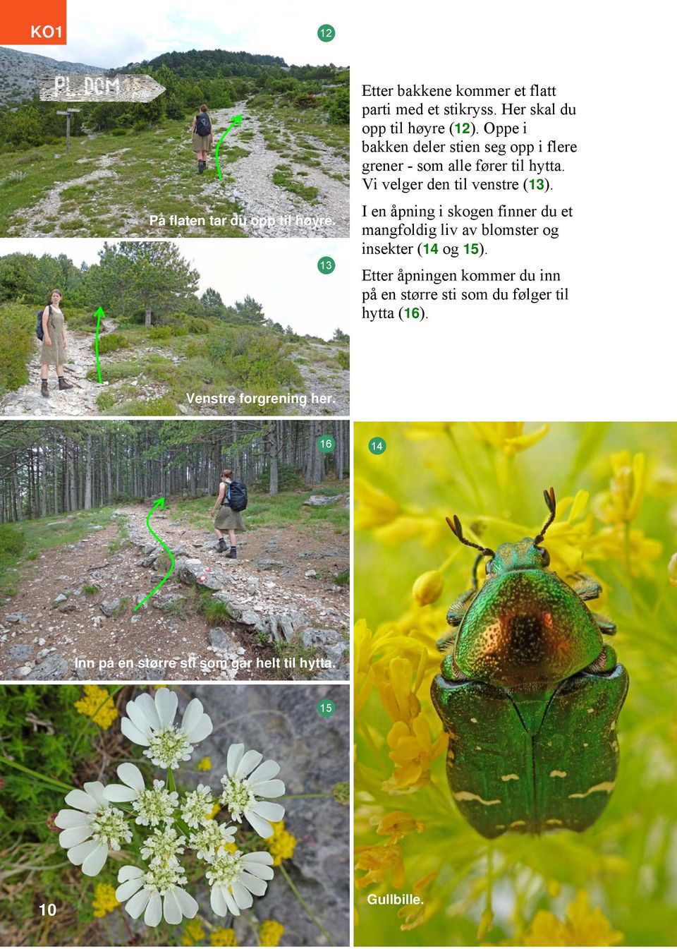 Vi velger den til venstre (13). I en åpning i skogen finner du et mangfoldig liv av blomster og insekter (14 og 15).