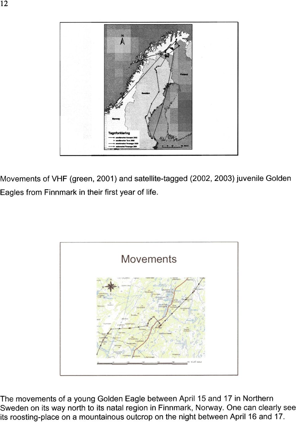 The movements of a young Golden Eagle between April 15 and 17 in Northern Sweden on its way