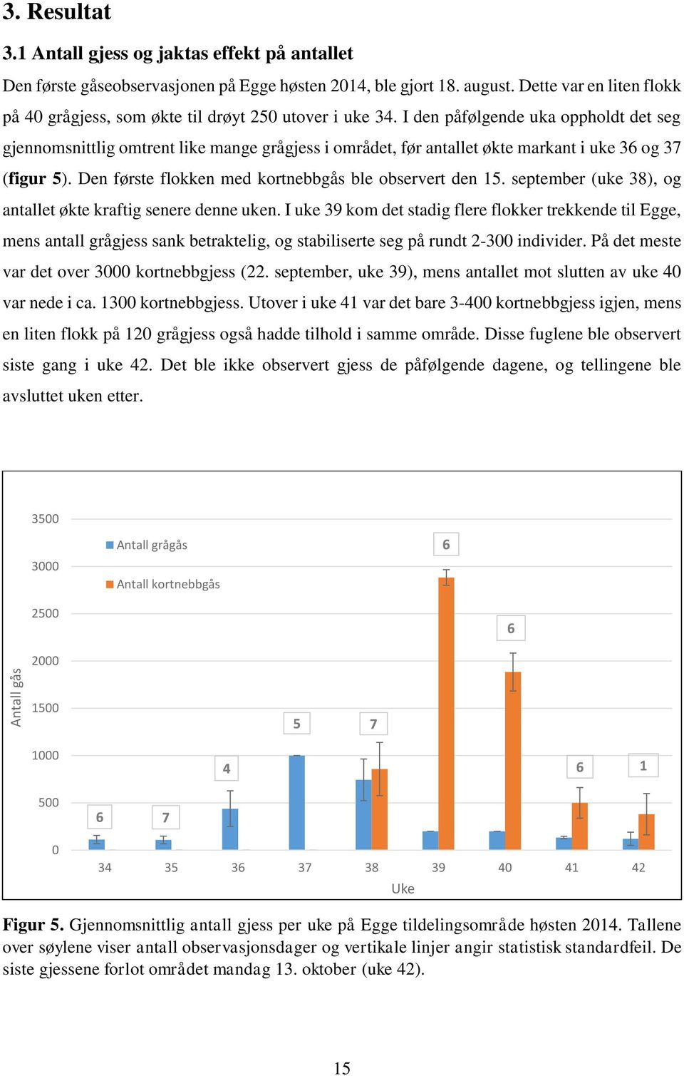 I den påfølgende uka oppholdt det seg gjennomsnittlig omtrent like mange grågjess i området, før antallet økte markant i uke 36 og 37 (figur 5).