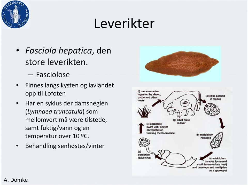 syklus der damsneglen (Lymnaea truncatula) som mellomvert må være