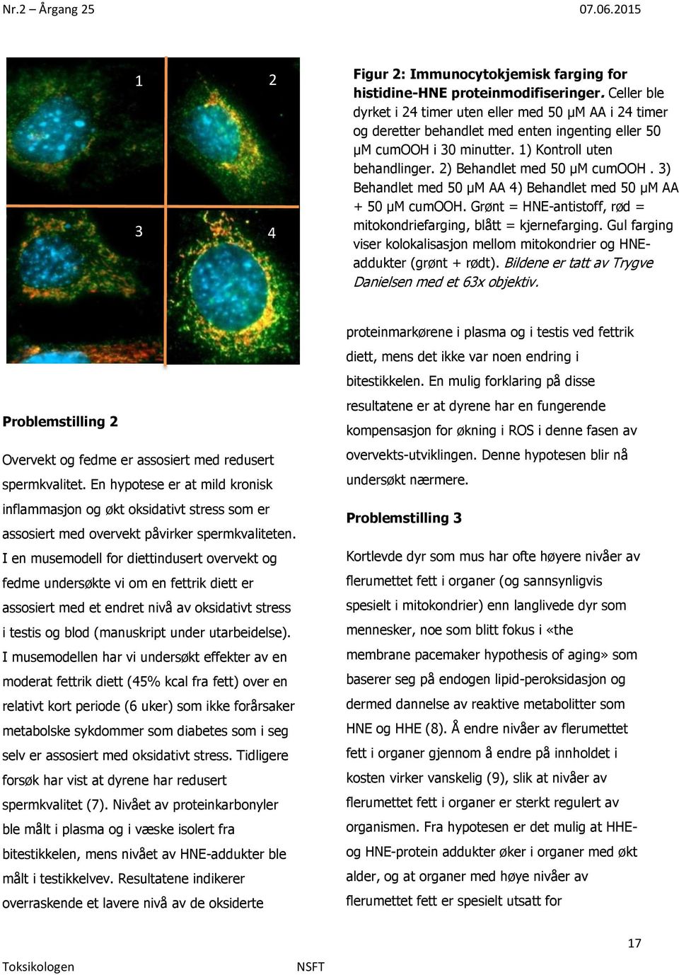 2) Behandlet med 50 μm cumooh. 3) Behandlet med 50 μm AA 4) Behandlet med 50 μm AA + 50 μm cumooh. Grønt = HNE-antistoff, rød = mitokondriefarging, blått = kjernefarging.