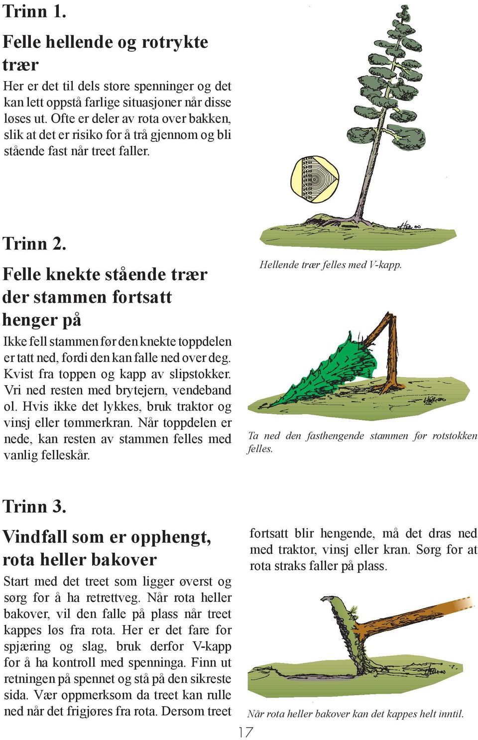 Felle knekte stående trær der stammen fortsatt henger på Ikke fell stammen før den knekte toppdelen er tatt ned, fordi den kan falle ned over deg. Kvist fra toppen og kapp av slipstokker.